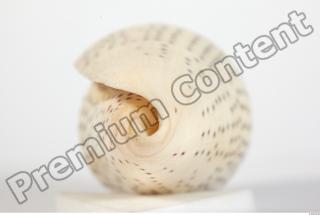 Seashell 0034